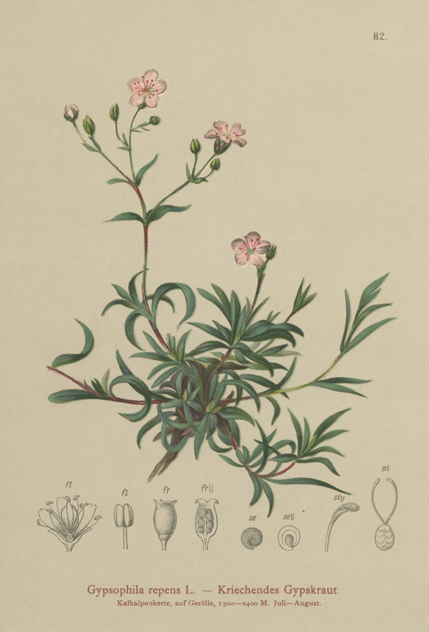 匍匐婴儿呼吸（Gypsophila repens） 作者 德国学校