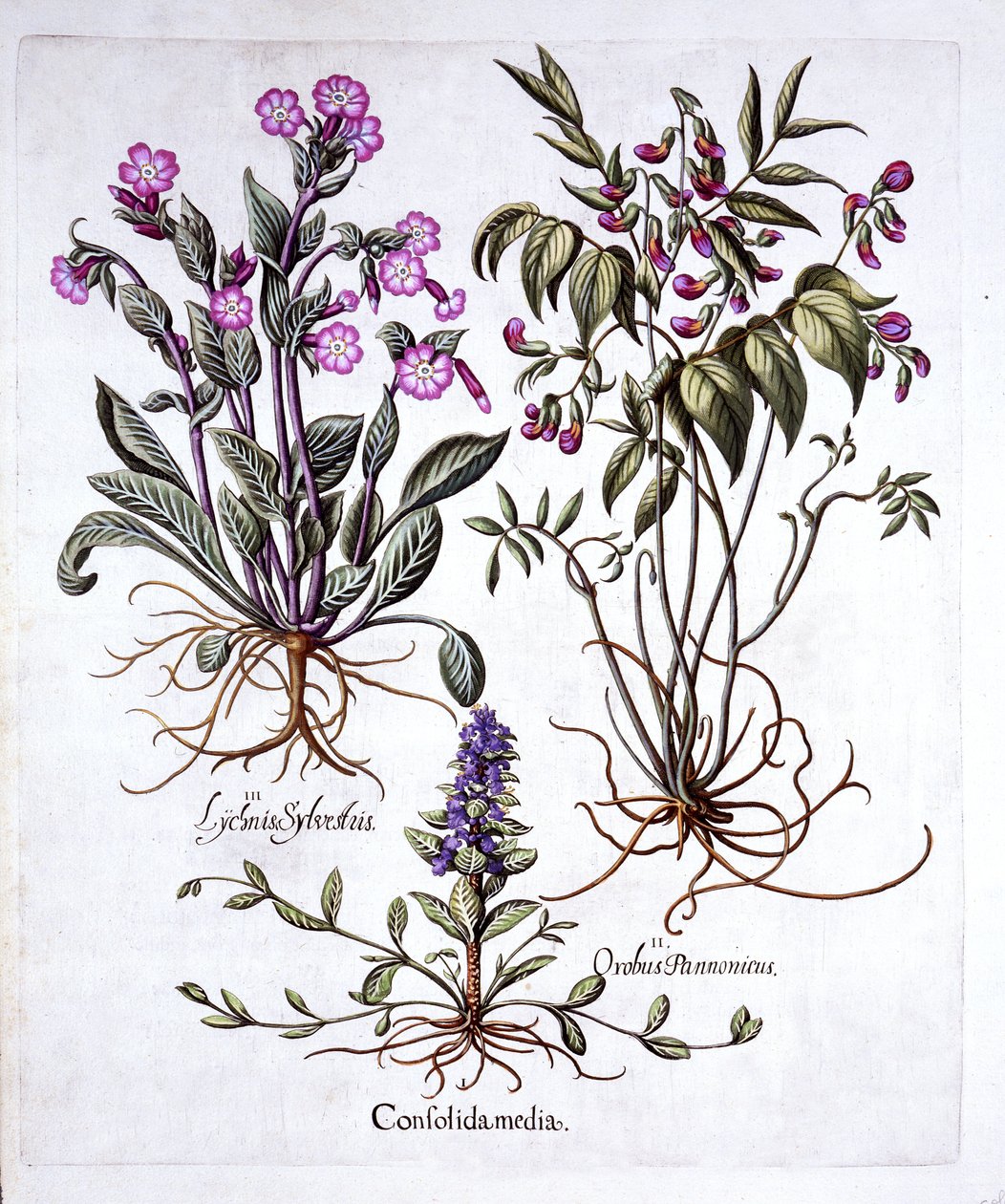 Creeping Bugle，Spring Vetch和Red Campion，来自Hortus Eystettensis，由Basil Besler（1561-1629），酒吧。 1613（手工彩色雕刻） 作者 德国学校