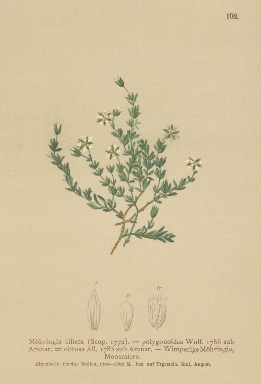 匍匐的Sandwort（Moehringia ciliata，Moehringia polygonoides，Arenaria obtusa） 作者 德国学校