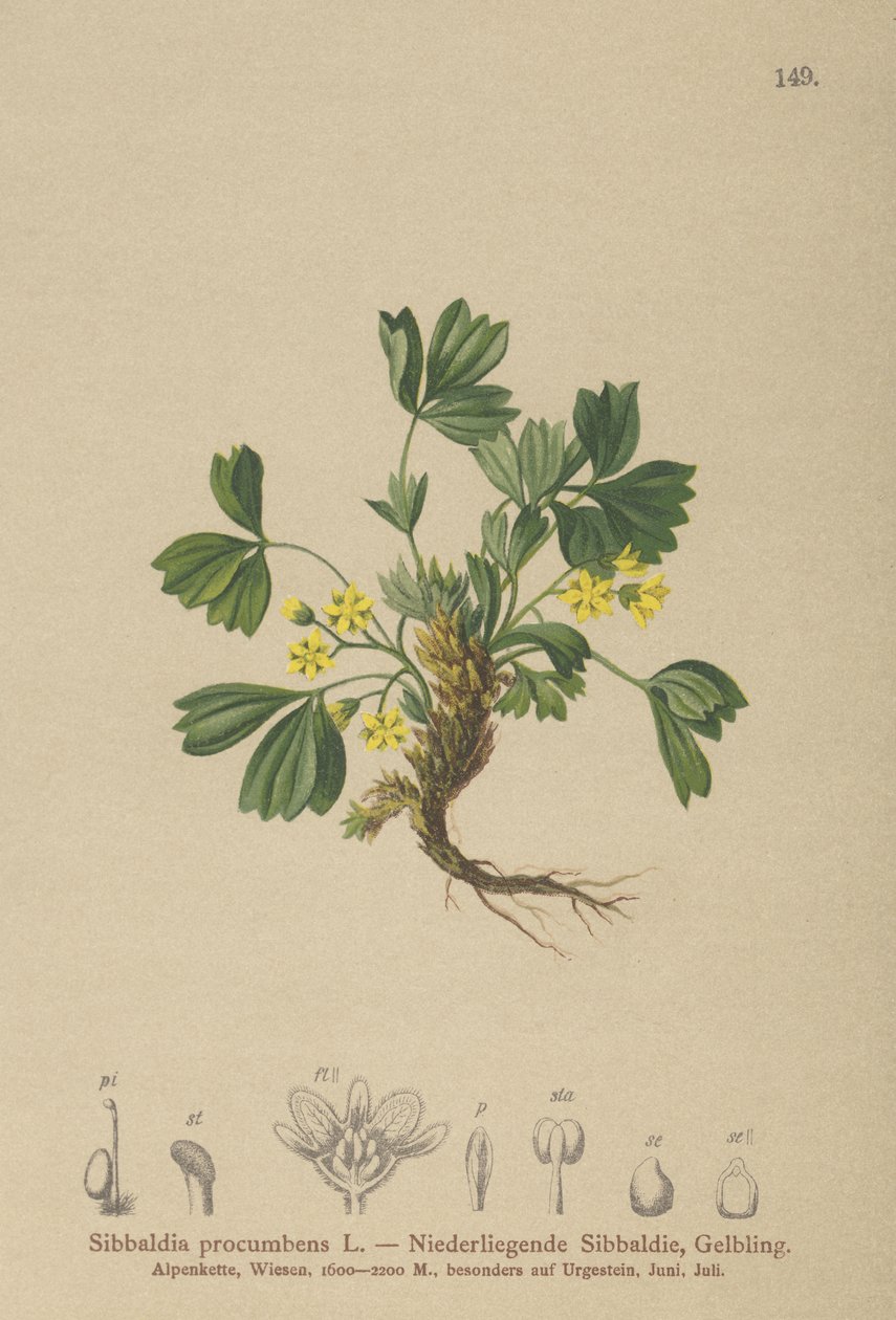 爬行Sibbaldia（Sibbaldia procumbens） 作者 德国学校