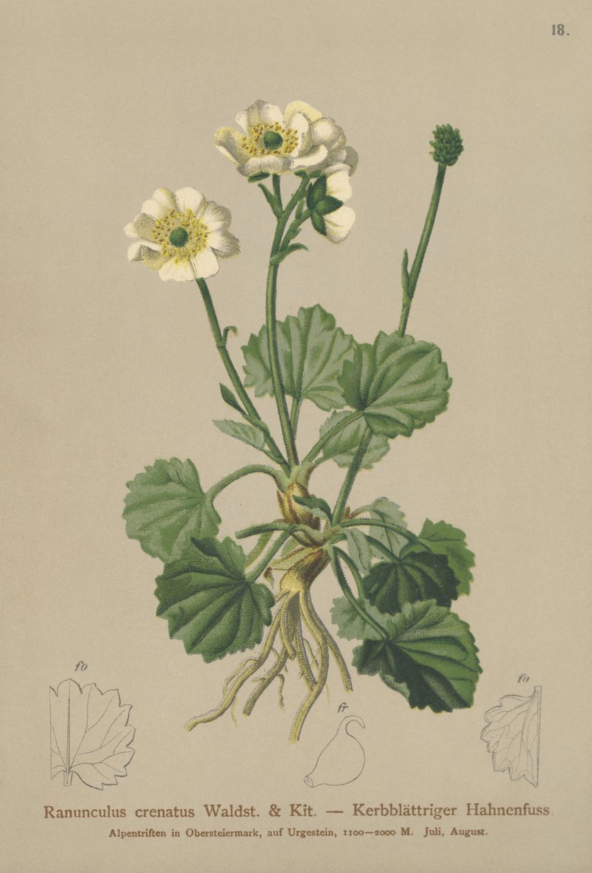 Crenated Crowfoot（Ranunculus crenatus） 作者 德国学校