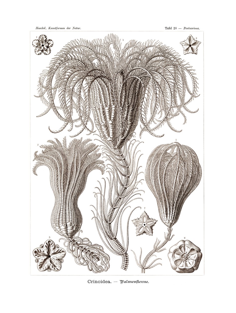Crinoidea，1899-1904 作者 德国学校