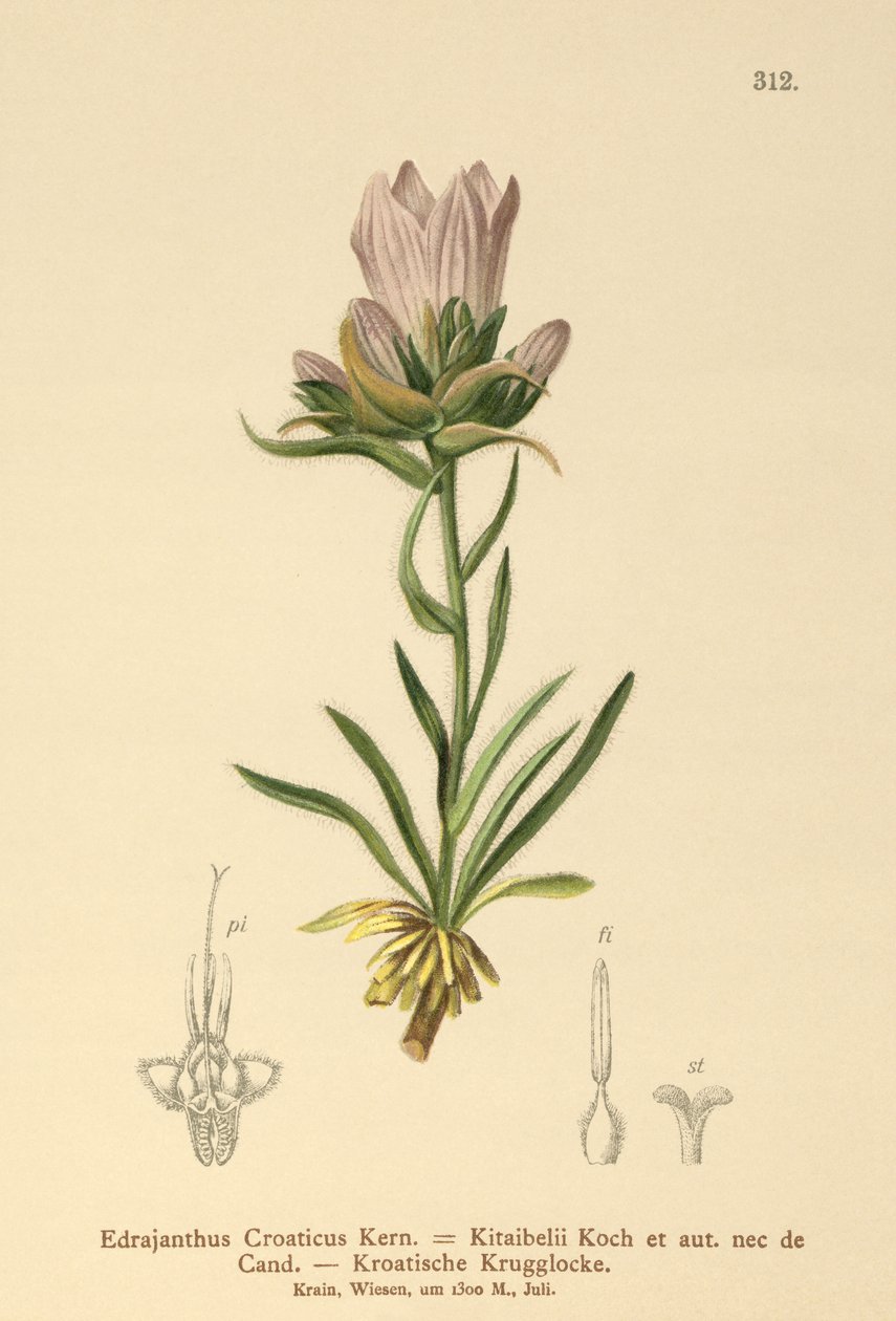 克罗地亚草铃（Edrajanthus Croaticus，Edraianthus croaticus，Edraianthus Kitaibellii，Edraianthus graminifolius，Edraianthus albanicus，Wahlenbergia graminifolia） 作者 德国学校