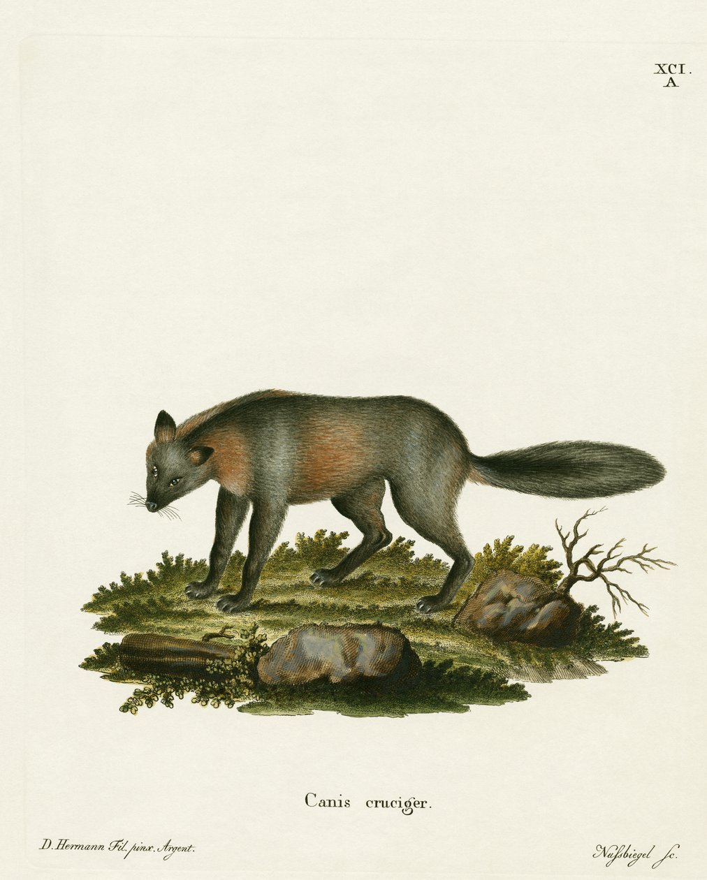 Cross Fox（彩色雕刻） 作者 德国学校