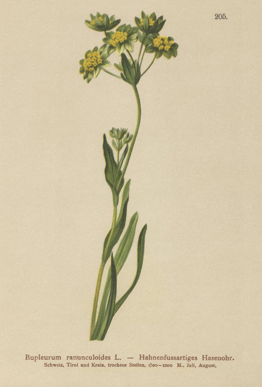 Crowfoot-Leaved Hares Ear（柴胡（Bupleurum ranunculoides）） 作者 德国学校