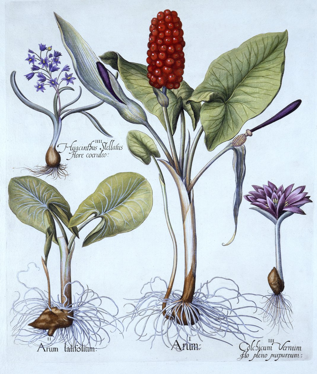 Cuckoo Pint，Spring Meadow Saffron，Star Hyacinth，来自Hortus Eystettensis，由Basil Besler（1561-1629），酒吧。 1613（手工雕刻） 作者 德国学校