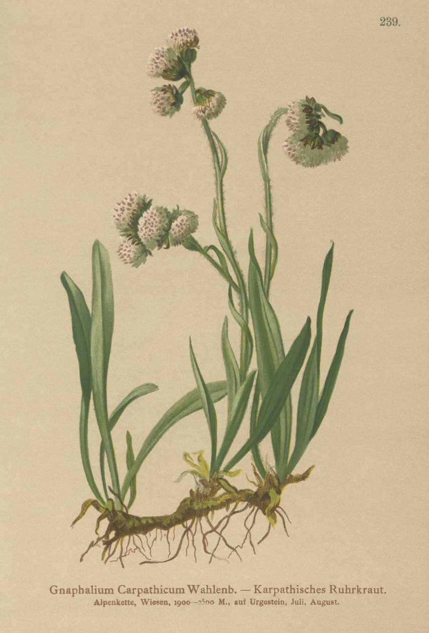 Cudweed（Gnaphalium Carpathicum） 作者 德国学校