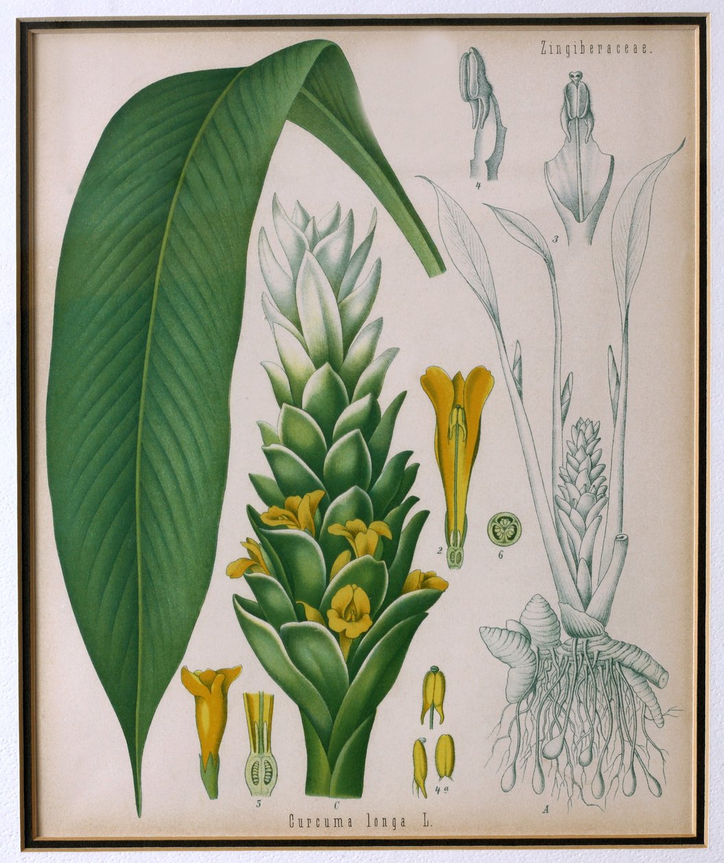 来自Kohlers Medicinal Plants的Curcuma longa（姜黄）由Franz Eugen Kohler 作者 德国学校