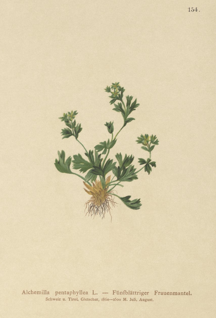 切割Leaved Ladys Mantle（Alchemilla pentaphyllea） 作者 德国学校