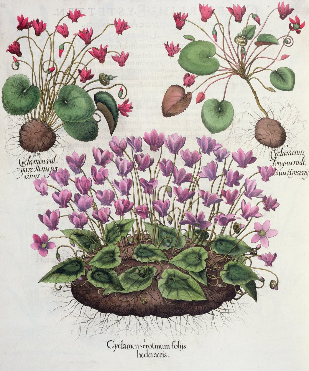 仙客来，常春藤叶簧1.Cyclamen; 2.Cyclaminus进一步植根张伯伦;从罗勒Besler（1561年至1629年），酒吧的Eystettensis 3.Cyclamen普通面包麝。 1613（engr.J. 作者 德国学校