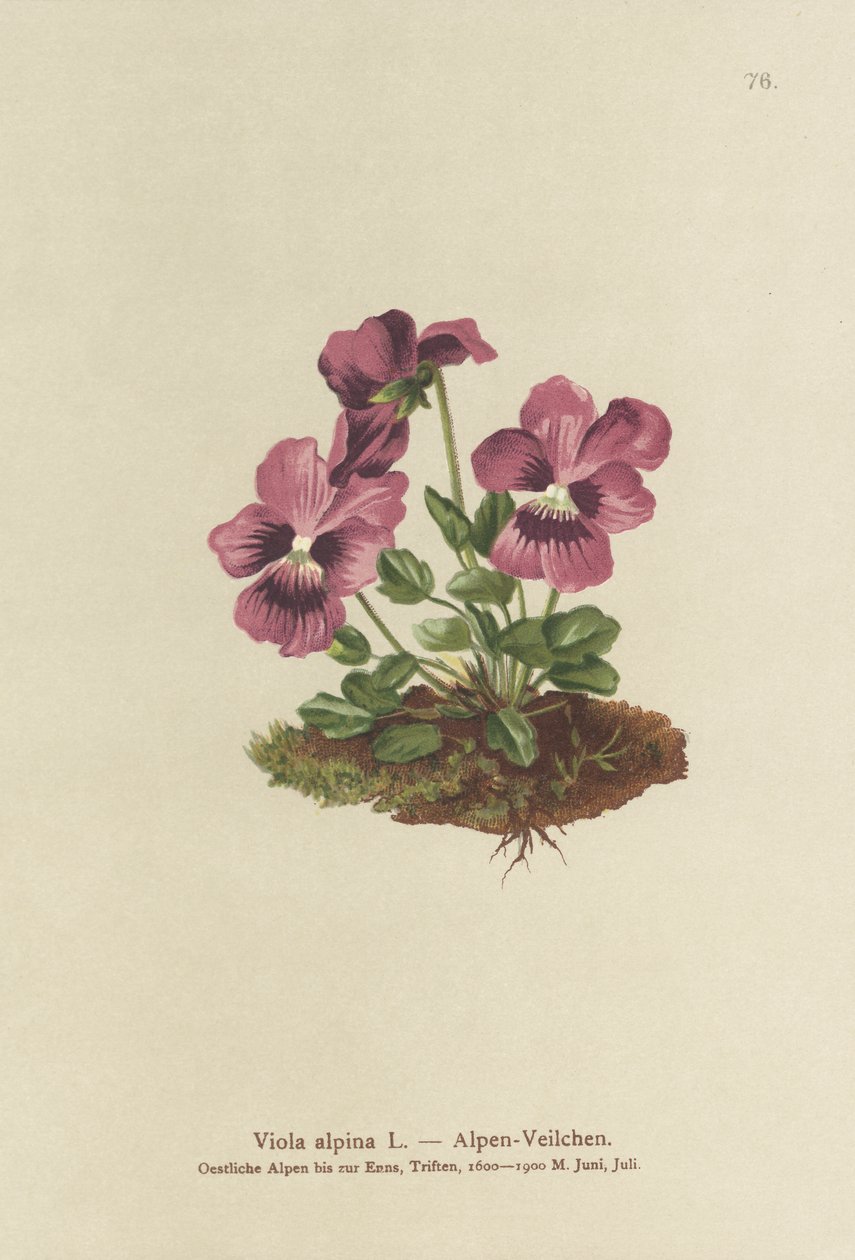 仙客来，高山紫罗兰（Viola alpina） 作者 德国学校