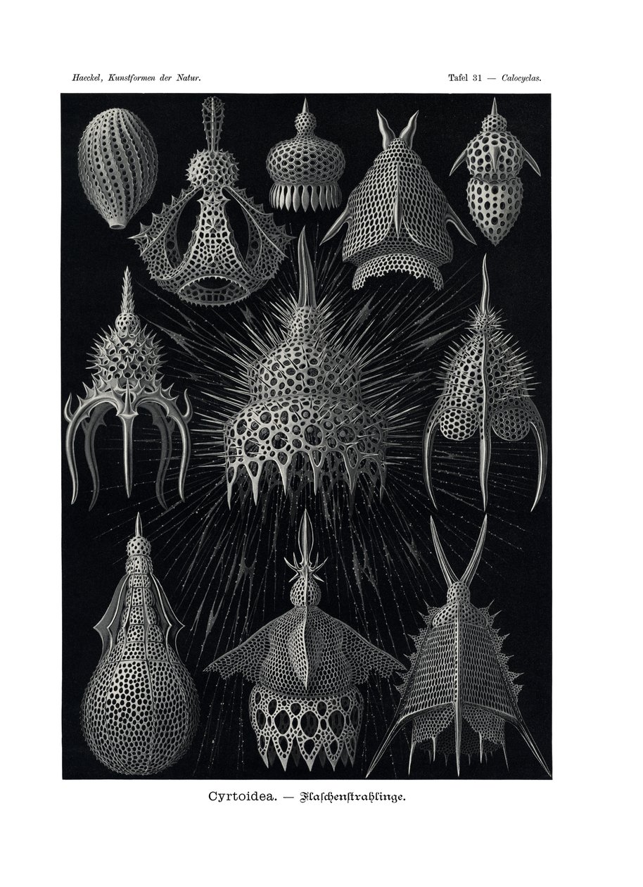 Cyrtoid，1899-1904 作者 德国学校