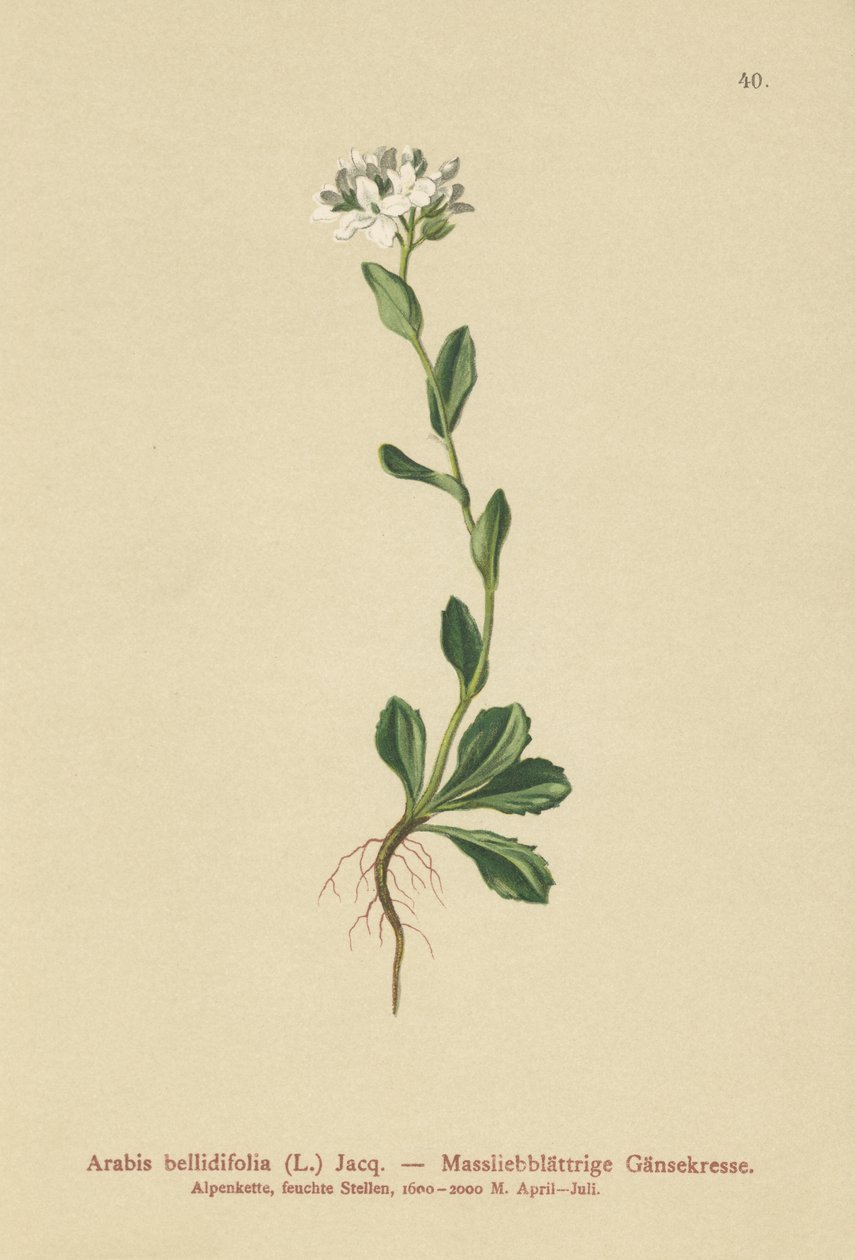 Daisyleaf Rock-Cress（Arabis bellidifolia） 作者 德国学校