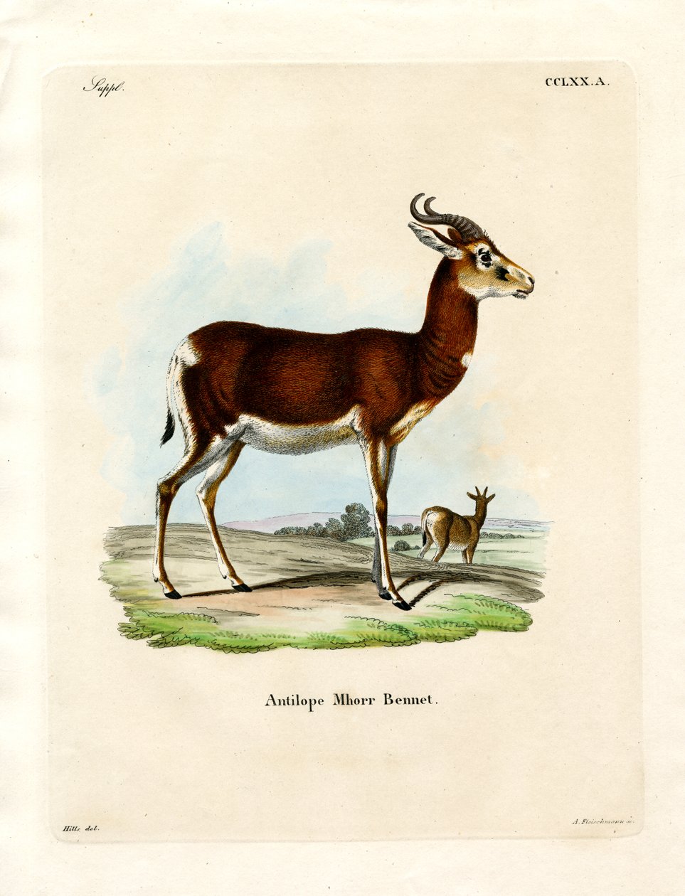 Dama Gazelle（彩色雕刻） 作者 德国学校