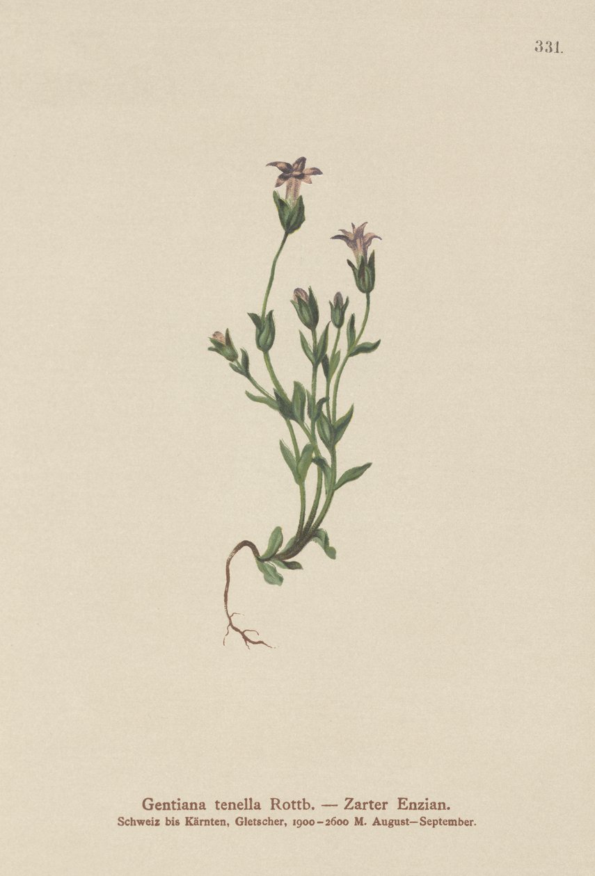 Danes Dwarf Gentian（Gentiana tenella，Gentianella tenella，Comastoma tenellum） 作者 德国学校