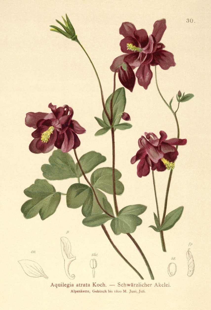 黑暗哥伦拜恩（Aquilegia atrata） 作者 德国学校