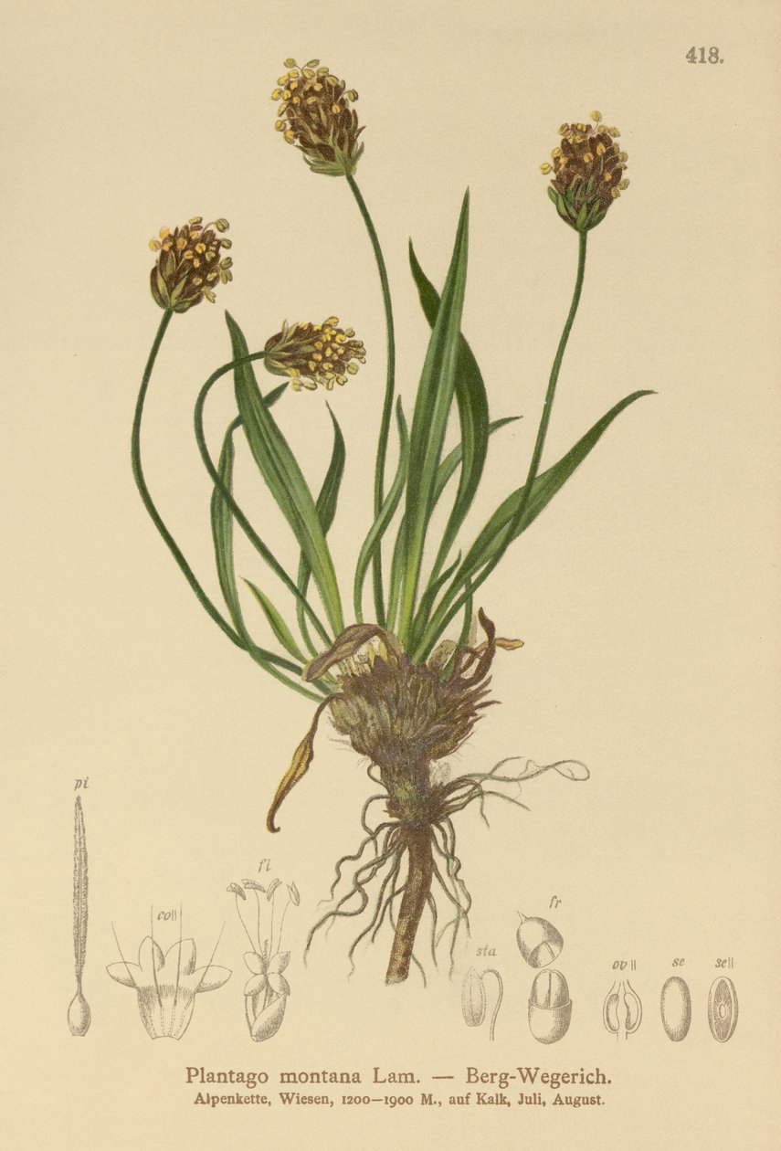 黑大蕉（Plantago atrata，车前子蒙大拿） 作者 德国学校