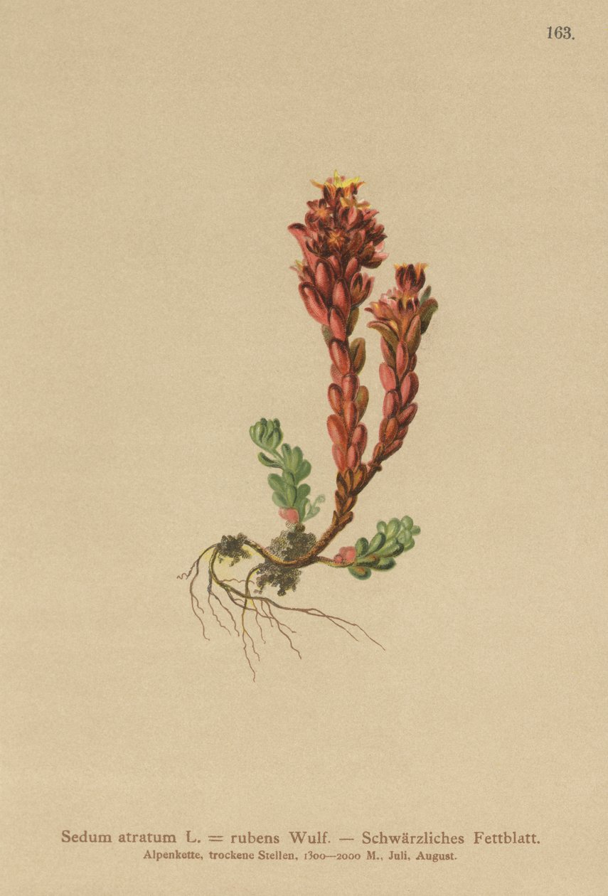 黑暗的景天（Sedum atratum，Sedum rubens） 作者 德国学校