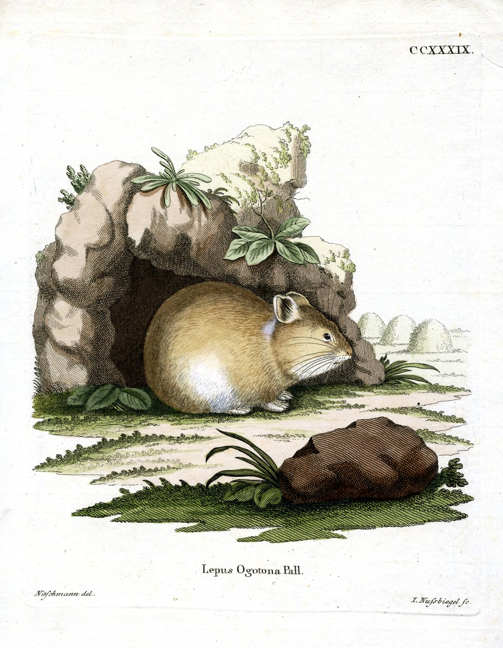 Daurian Pika（彩色雕刻） 作者 德国学校