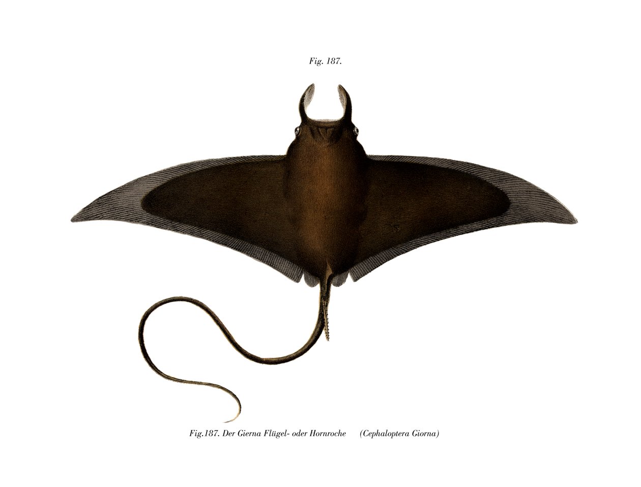 Devil Fish (colour litho) 作者 德国学校