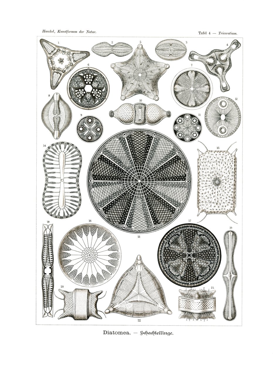 Diatomea，1899-1904 作者 德国学校