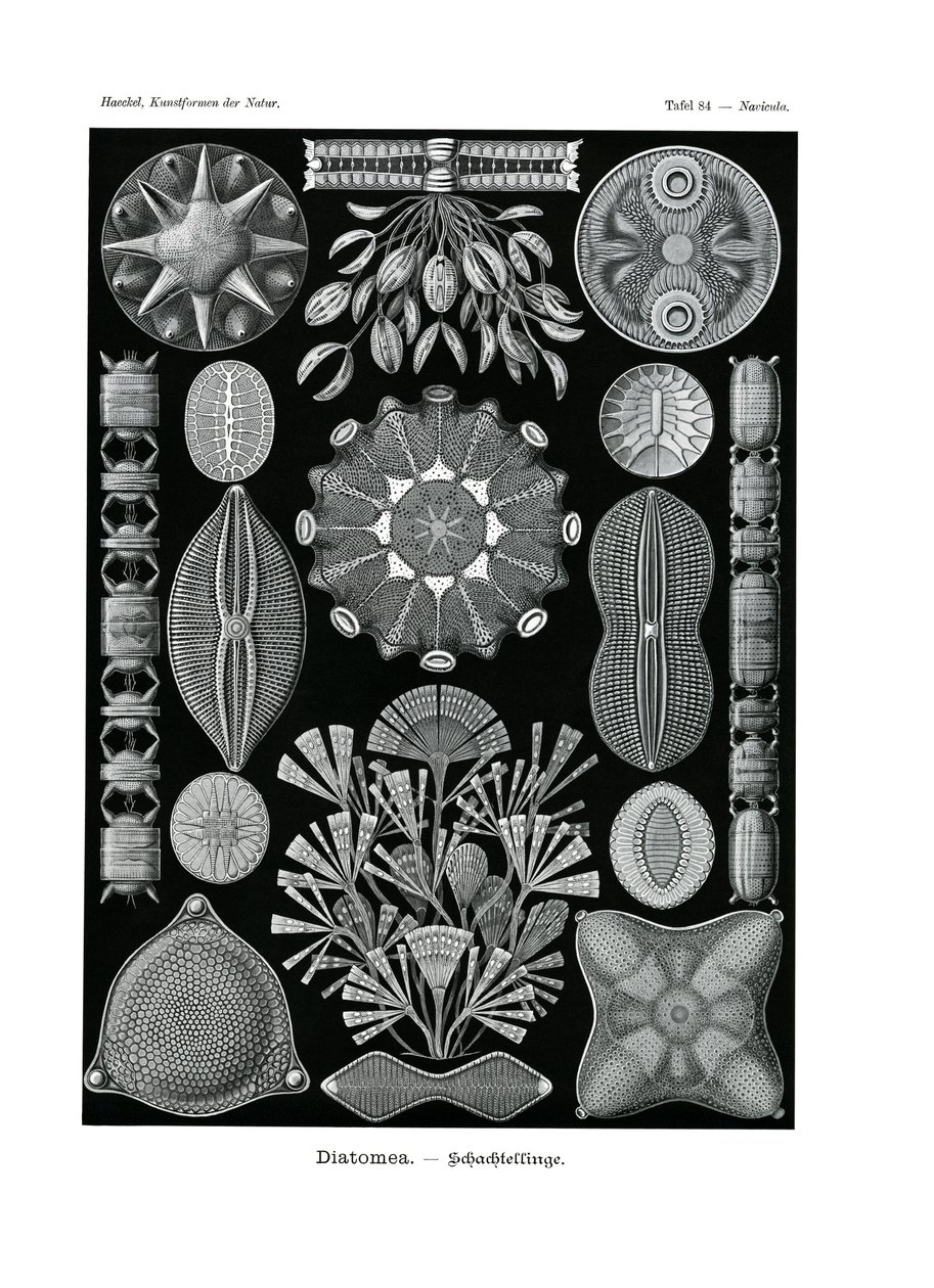 Diatomea，1899-1904 作者 德国学校