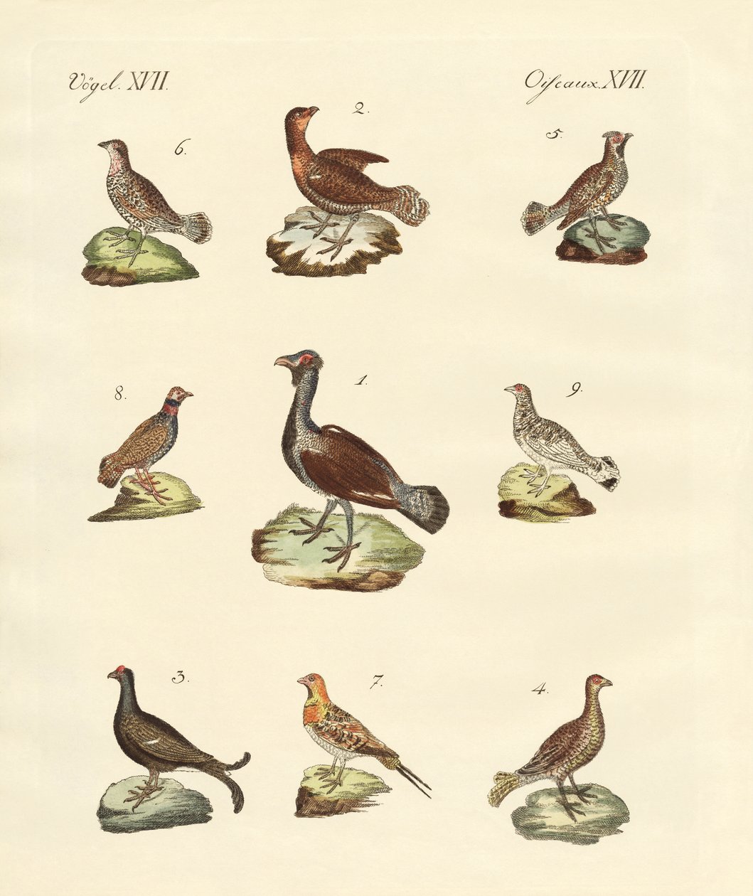 不同种类的woodhens 作者 德国学校