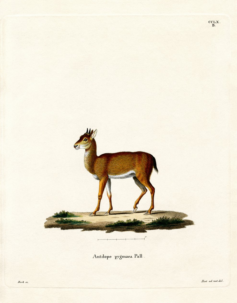 Dik-dik（彩色雕刻） 作者 德国学校
