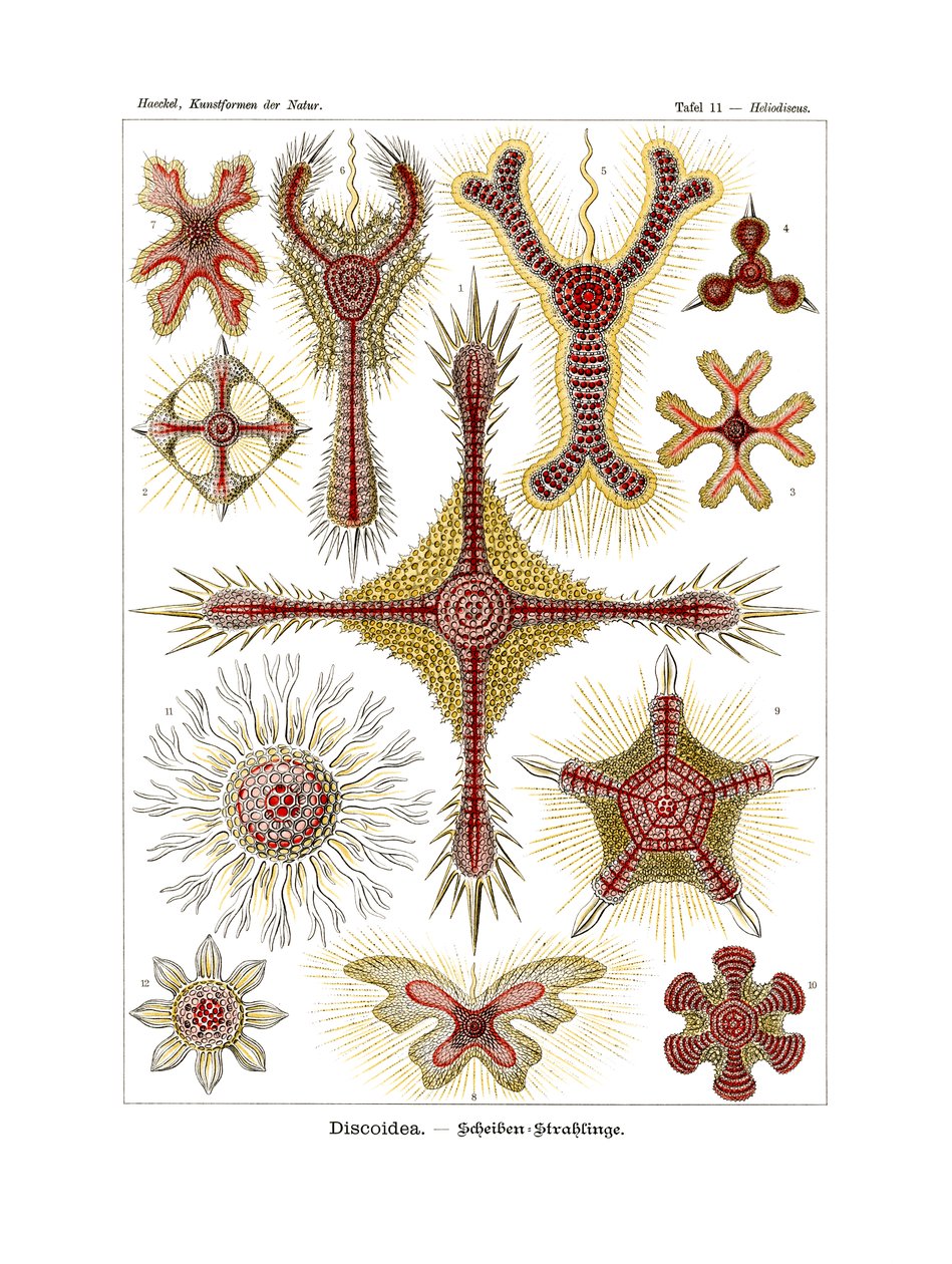 Discoidea，1899-1904 作者 德国学校