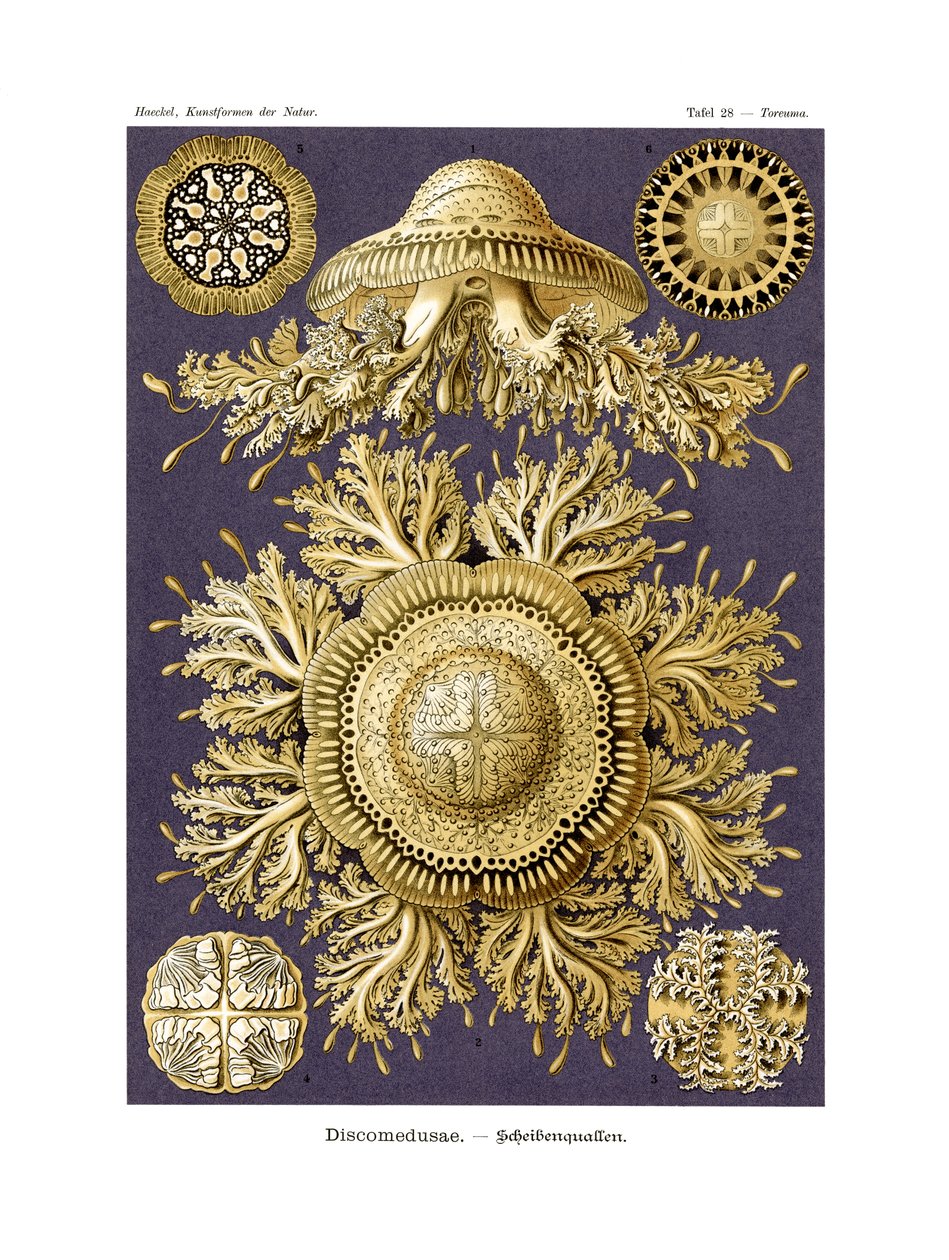 Discomedusae，1899-1904 作者 德国学校