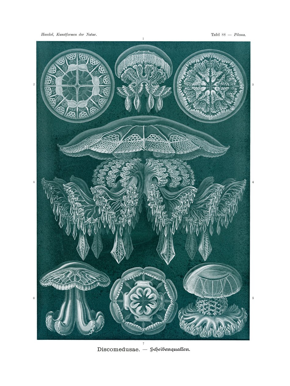 Discomedusae，1899-1904 作者 德国学校