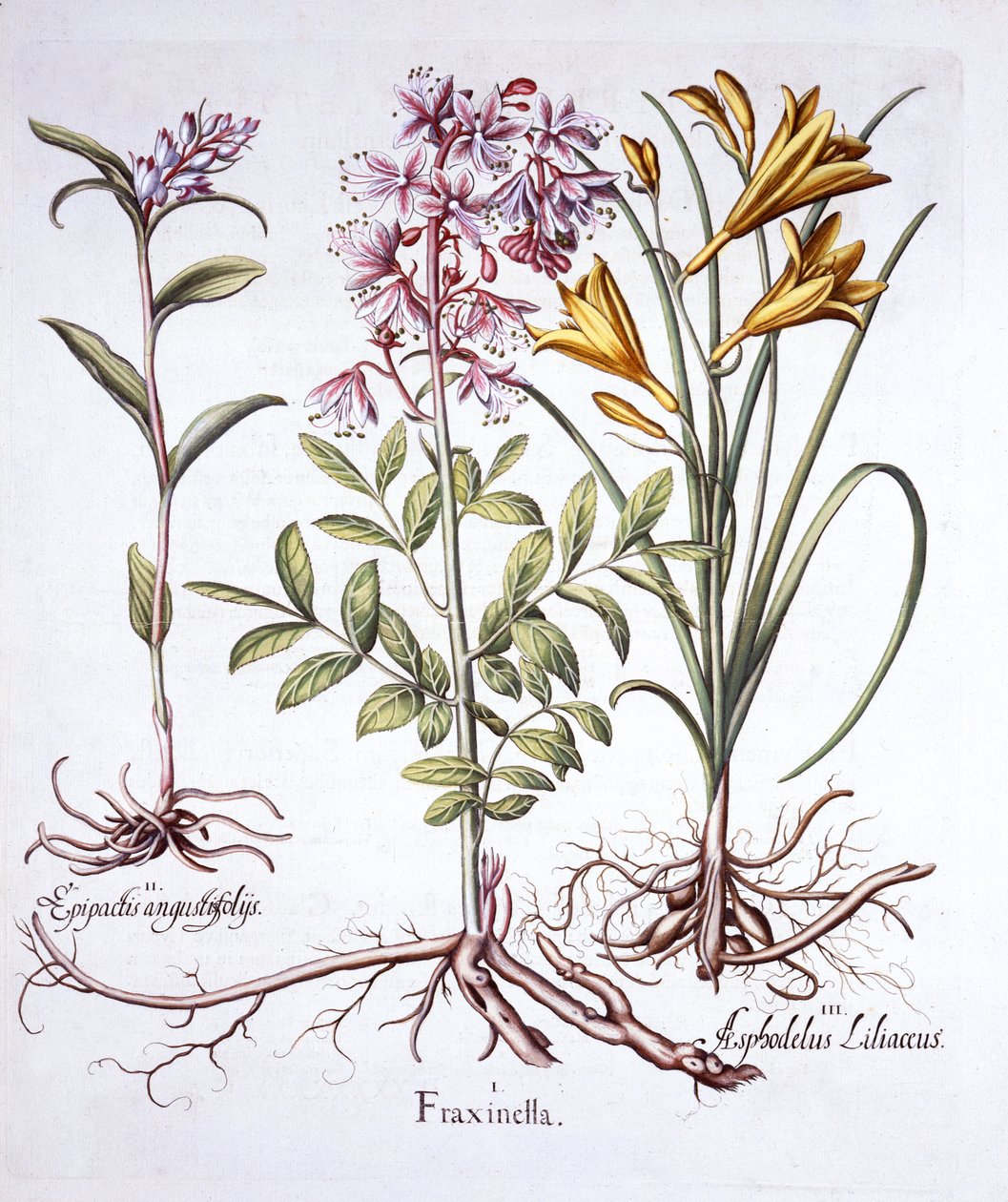 Dittany，White Helleborine和Yellow Day Lily，来自Hortus Eystettensis，由Basil Besler（1561-1629），酒吧。 1613（手工彩色雕刻） 作者 德国学校