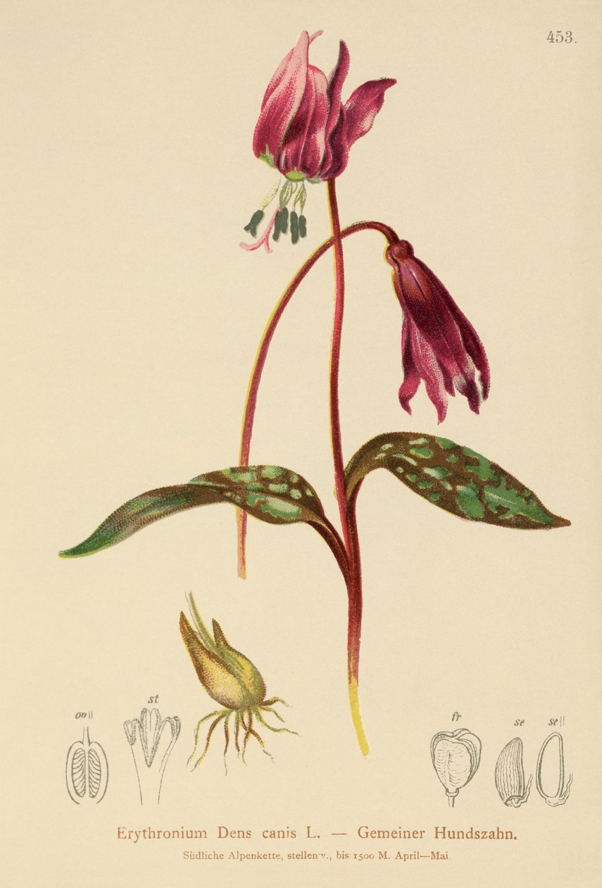 犬齿紫罗兰（Erythronium Dens canis，Erythronium caninum） 作者 德国学校