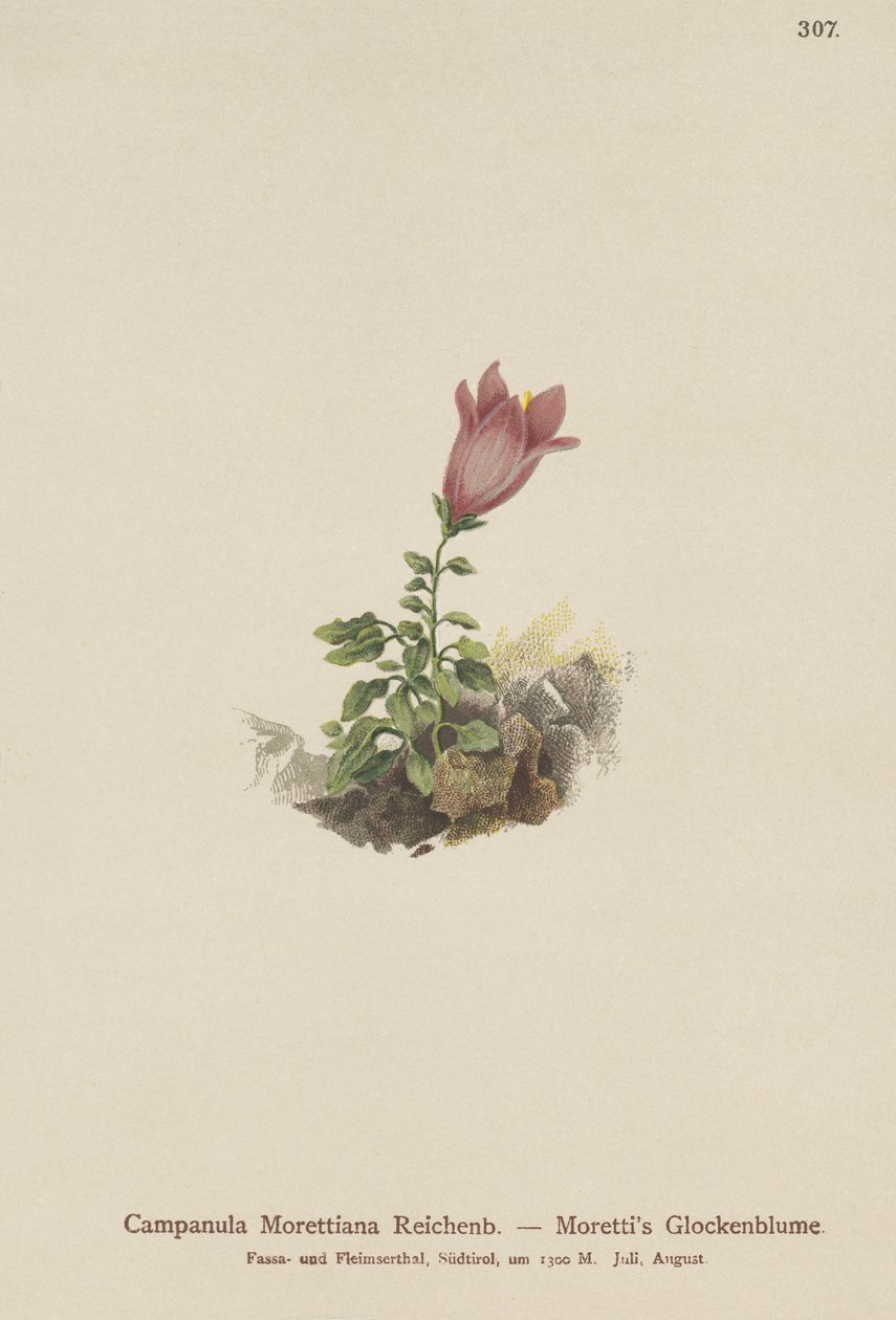 白云岩风铃草（Campanula Morettiana） 作者 德国学校