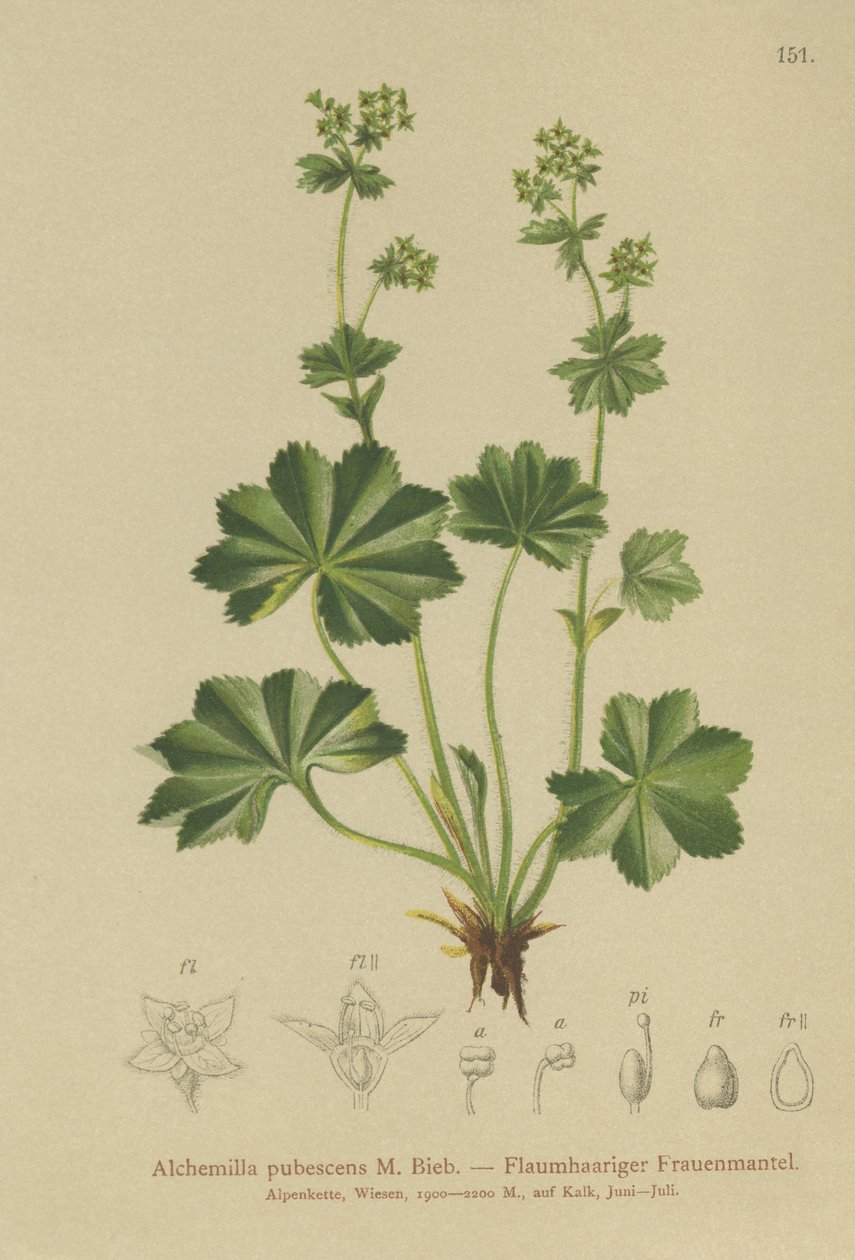 Downy Ladys Mantle（Alchemilla pubescens，Alchemilla glaucescens，） 作者 德国学校
