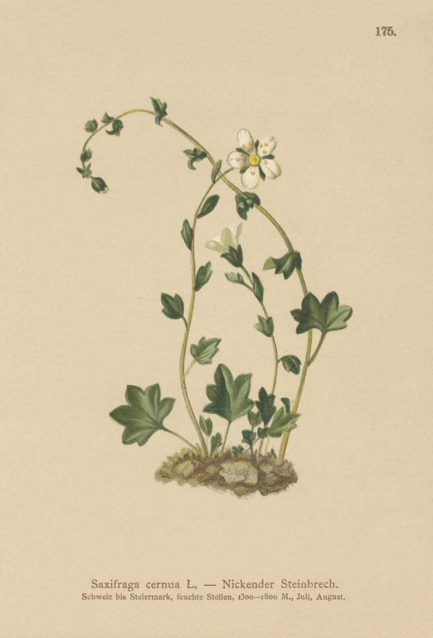 下垂虎耳草 (Saxifraga cernua)（彩色石版画） 作者 德国学校