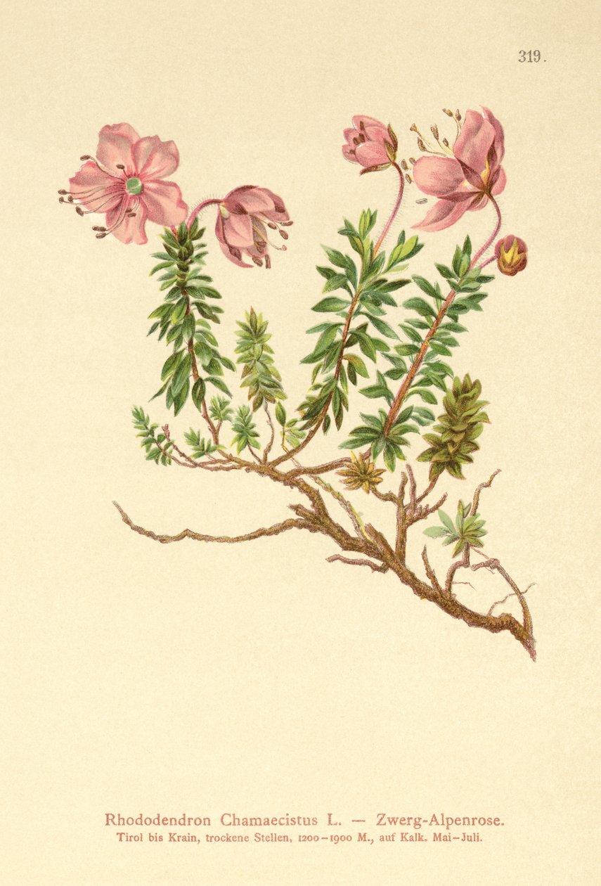 矮小的Alpenrose（Rhododendron Chamaecistus） 作者 德国学校