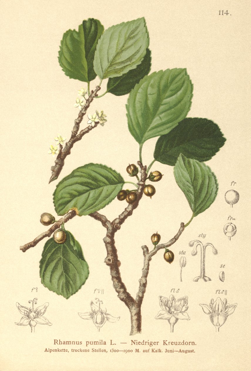 矮小的鼠李（Rhamnus pumila） 作者 德国学校