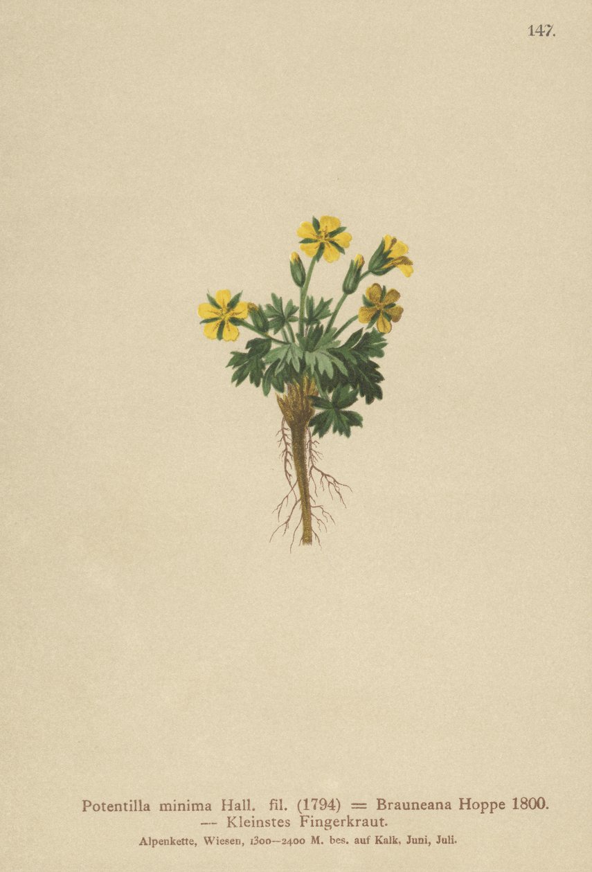 矮小的五瓣叶（Potentilla minimal，Potentilla Brauneana，Potentilla dubia） 作者 德国学校