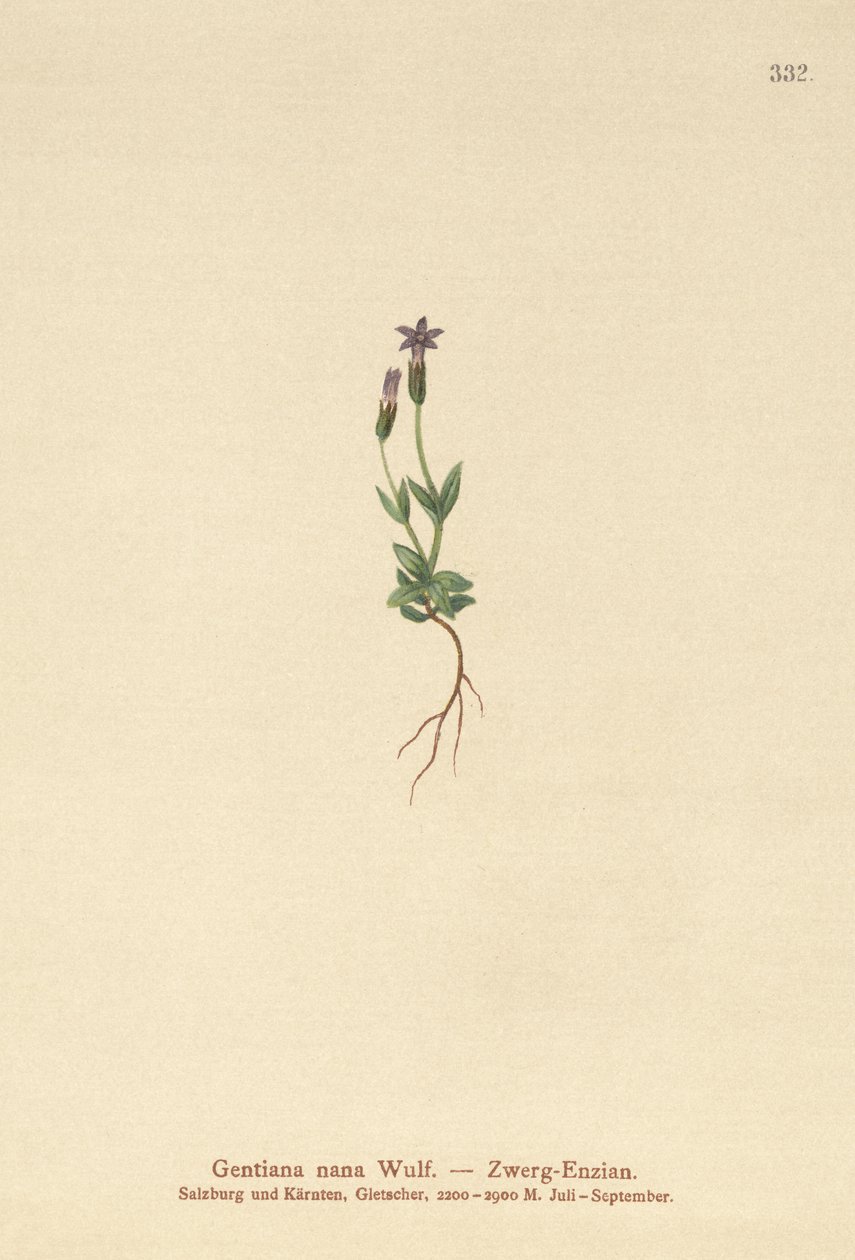 矮人龙胆（Gentiana nana，Gentianella nana） 作者 德国学校