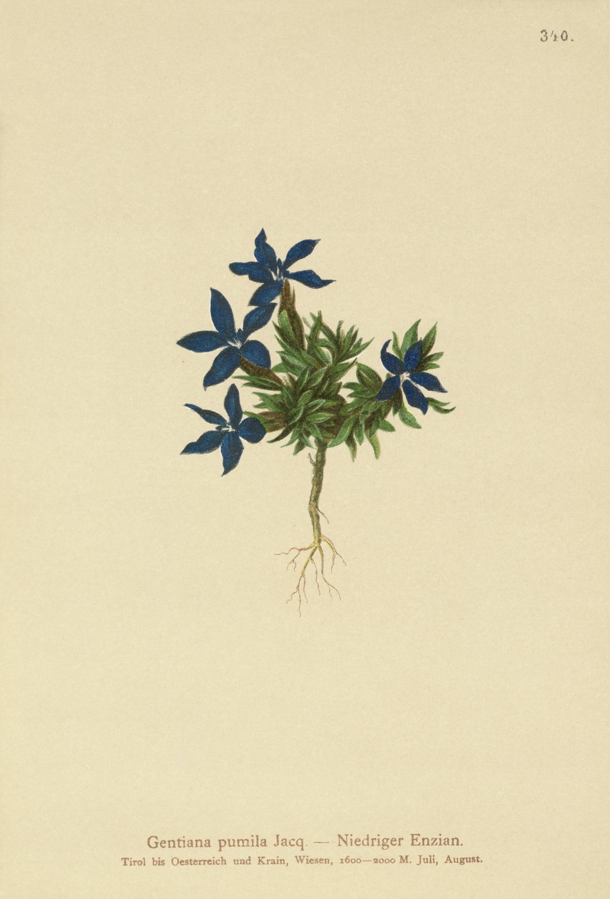 矮人龙胆（Gentiana pumila） 作者 德国学校
