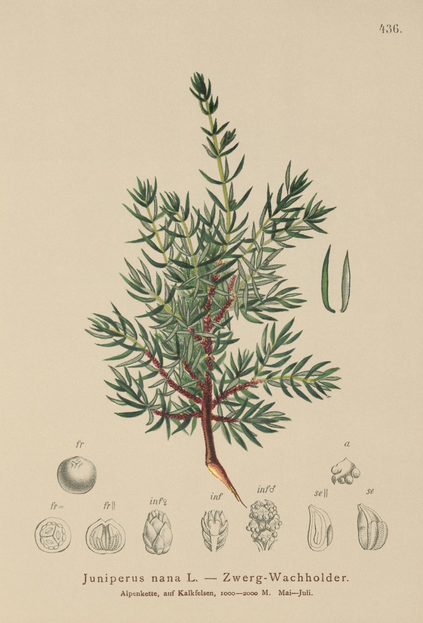 矮小的杜松（Juniperus nana，Juniperus communis subsp.Nana，Juniperus communis vars sxatilis） 作者 德国学校
