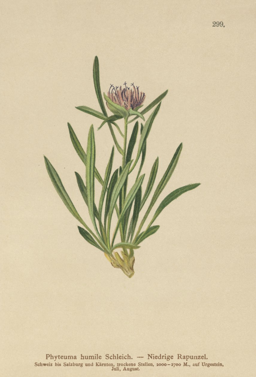 矮人Rampion（Phyteuma humile） 作者 德国学校