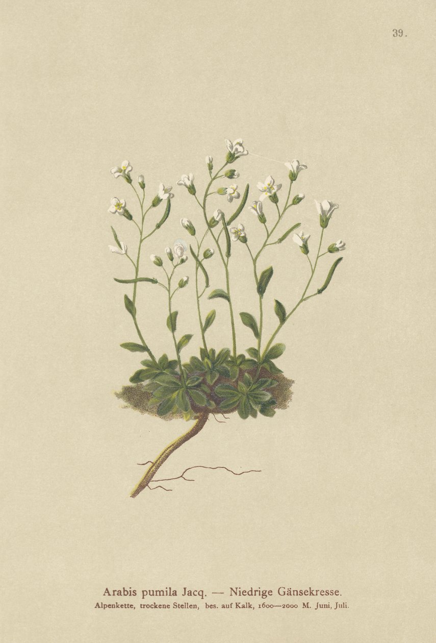 矮小的Rockcress（Arabis pumila） 作者 德国学校