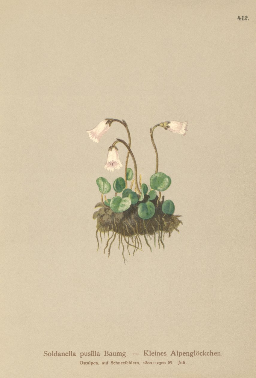 矮小雪铃（Soldanella pusilla，Soldanella alpicola） 作者 德国学校