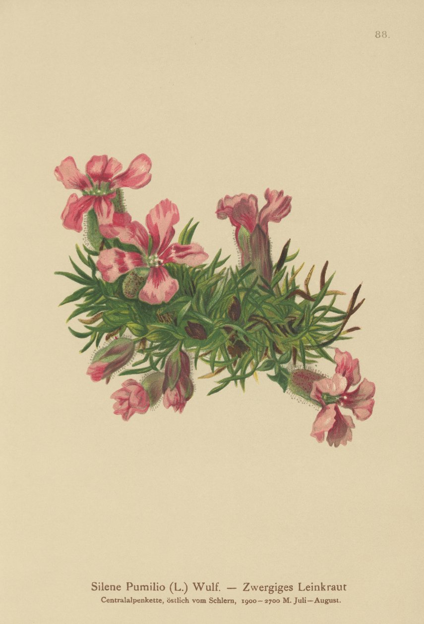 矮小的肥皂（Silene Picko，Saponaria泡菜） 作者 德国学校