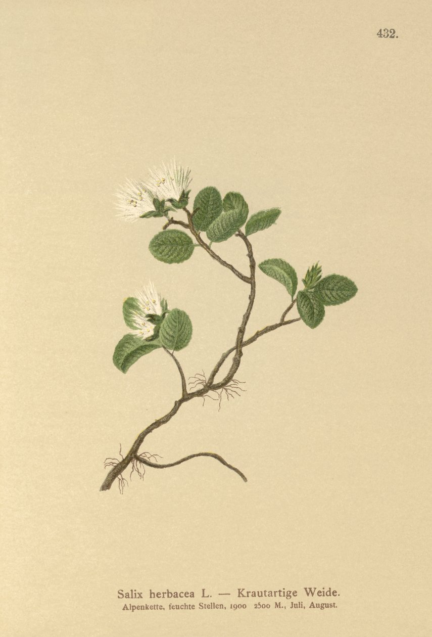 矮柳（Salix herbacea） 作者 德国学校