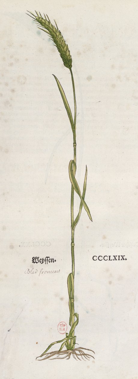 来自The Herbium by Leonhart Fuchs（1501-66）的小麦穗，于1555年在巴塞尔出版（彩色版画） 作者 德国学校