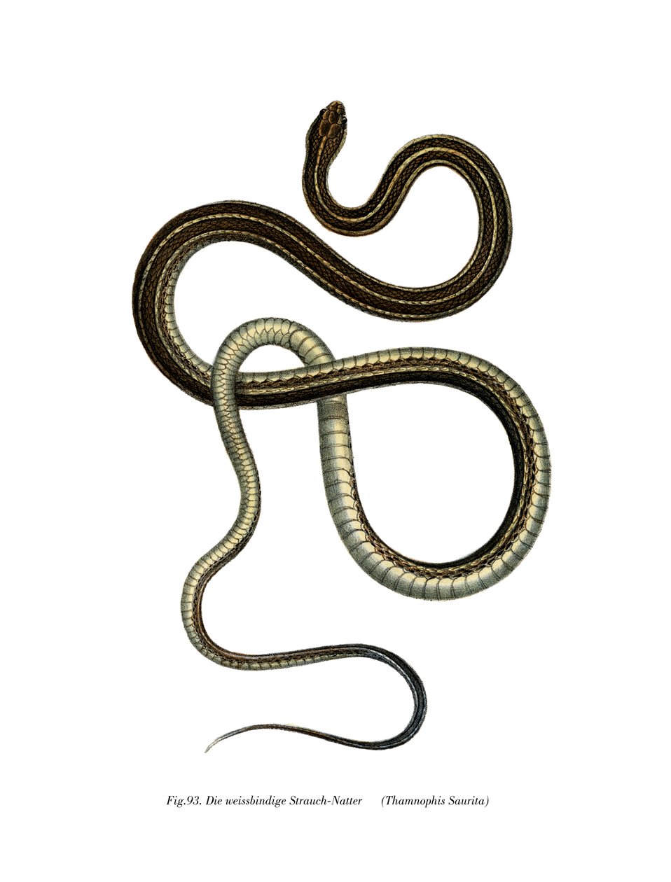 东部Ribbonsnake 作者 德国学校