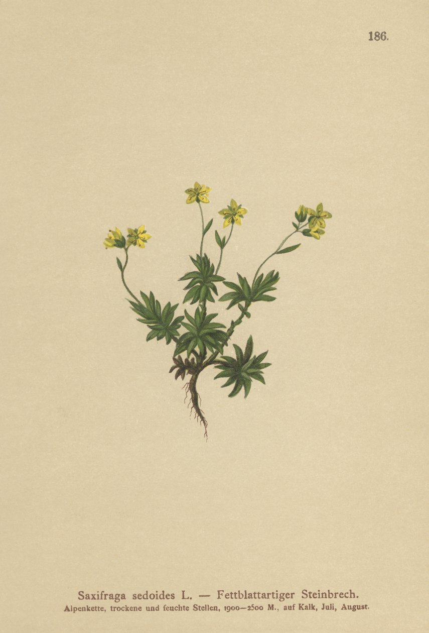 东部Saxifrage（Saxifraga sedoides） 作者 德国学校